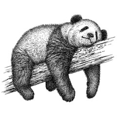 engrave panda bear illustration © doublebubble_rus
