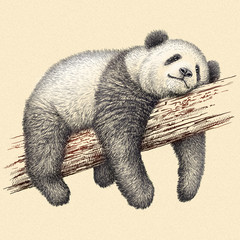 engrave panda bear illustration © doublebubble_rus