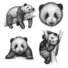 engrave panda bear illustration © doublebubble_rus