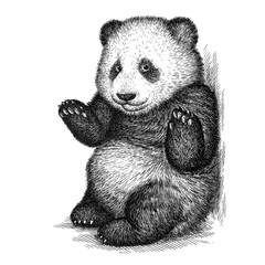 engrave panda bear illustration