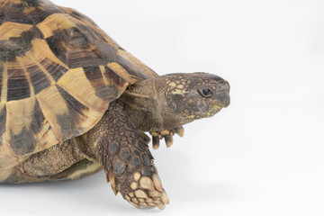 Closeup tortoise head