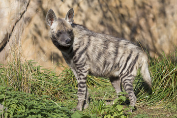 Striped Hyaena, Hyaena Hyaena, watching nearby