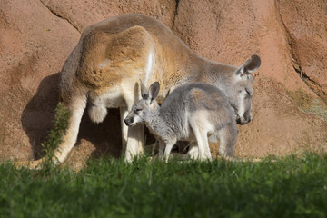 female with young red kangaroo, Megaleia rufa