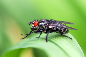 Fototapeta premium Fly