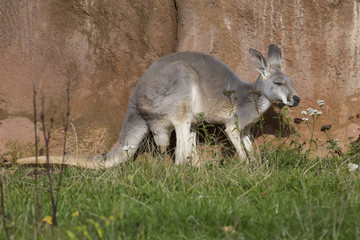Obraz premium female red kangaroo, Megaleia rufa