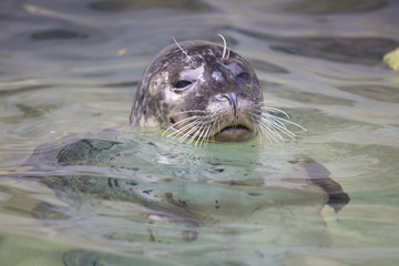 Naklejka premium Common Seal, Phoca vitulina, from the water watching nearby