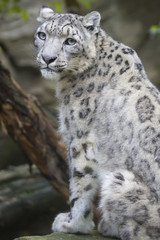 Obraz na płótnie Canvas the male snow leopard, Uncia uncia