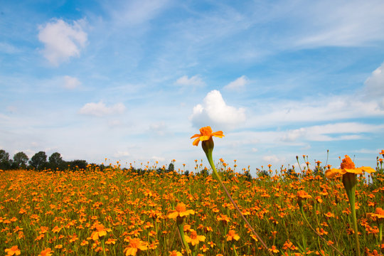 Orange Flowers And Blue Sky