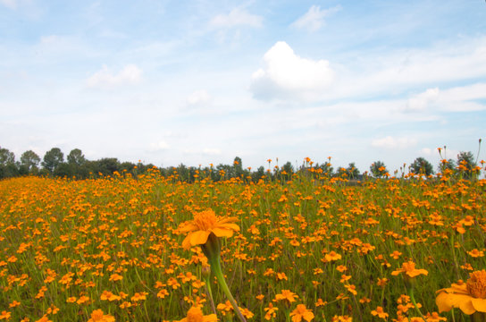 Field Of Orange Flowers