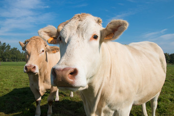 Fototapeta na wymiar cows with blue sky