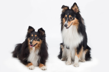 two Shetland Sheepdogs, isolated