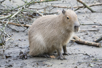 Capybara, Hydrochoerus hydrochaeris, the largest rodent