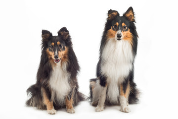 Two Shetland Sheepdogs sitting isolated
