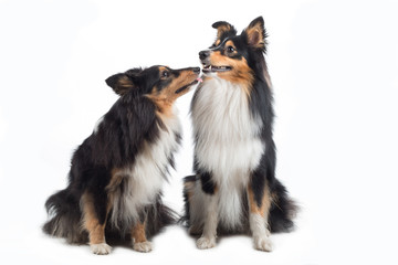 Two Shetland Sheepdogs sitting isolated