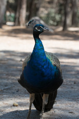 Fototapeta premium Pfau im Wald