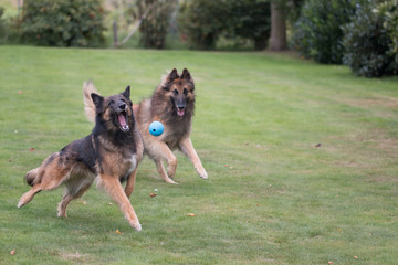 Two dogs running after ball