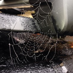Spinnennetz am Autodach