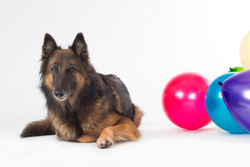 Dog with colored balloons