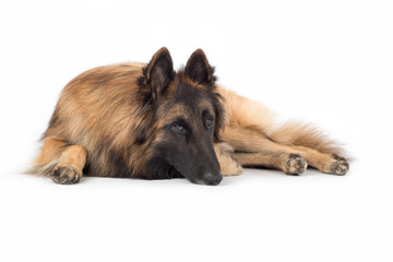 Dog, Belgian Shepherd Tervuren, lying