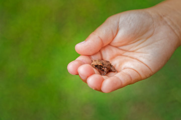 Obraz premium Little frog in the palm of a child learning from nature