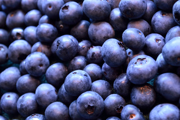 Blueberry background of freshly picked fruit