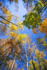 Tall trees with colorful autumn foliage