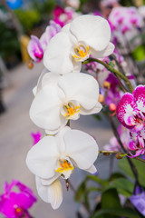 Fototapeta na wymiar White orchid