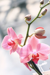 Elegant orchid flower background