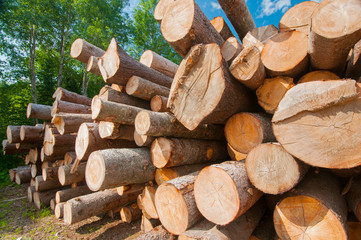 Logs at lumber mill © roxxyphotos