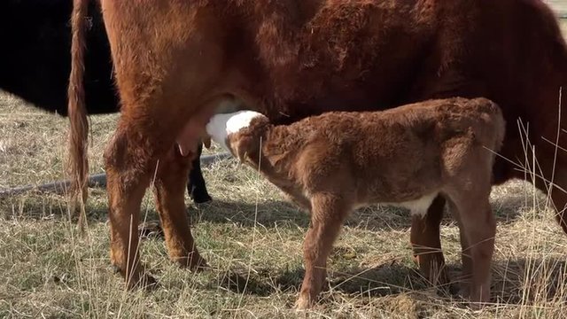 New born calf eats milk from mother cow 4K 005
