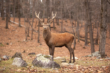 Red Deer / Parc Omega, Montebello, Quebec