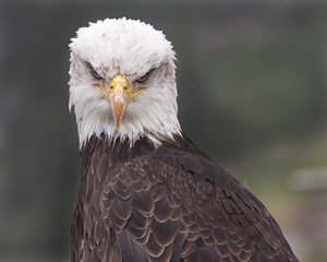 The Stare / Bald eagle on Grouse Mountain, British Columbia