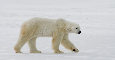 A polar bear on the tundra. Snow. Canada. An excellent illustration.