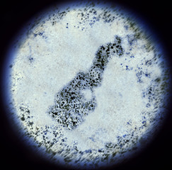 Bacterias in the shape of Monaco viewed through a microscope.(se