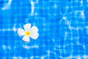 Fototapeta na wymiar Frangipani flower in outdoor swimming pool