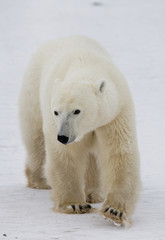 Fototapeta na wymiar A polar bear on the tundra. Snow. Canada. An excellent illustration.