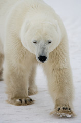 Obraz na płótnie Canvas A polar bear on the tundra. Snow. Canada. An excellent illustration.