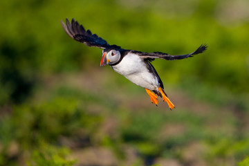 Puffin