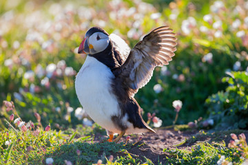 Puffin