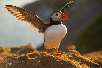 Puffin