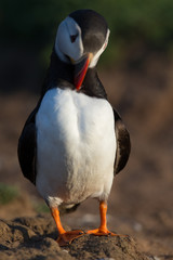 Puffin