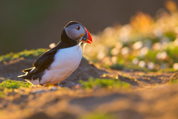 Puffin