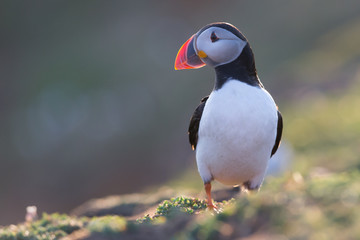 Puffin