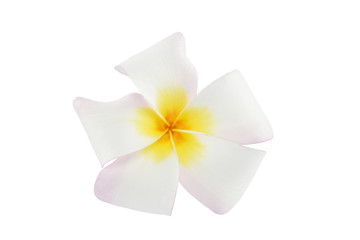 frangipani flowers on white background with clipping paths