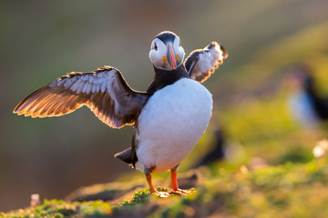 Puffin