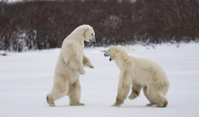 Crédence de cuisine en verre imprimé Ours polaire Two polar bears playing with each other in the tundra. Canada. An excellent illustration.