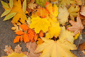 Autumn  Leaves background
