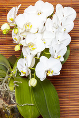 Fototapeta premium Kwitnący biały storczyk