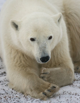 Polar bear lying in snow in the tundra. Canada. Churchill National Park. An excellent illustration.
