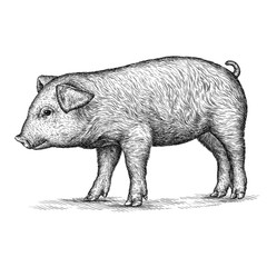 engrave pig illustration
